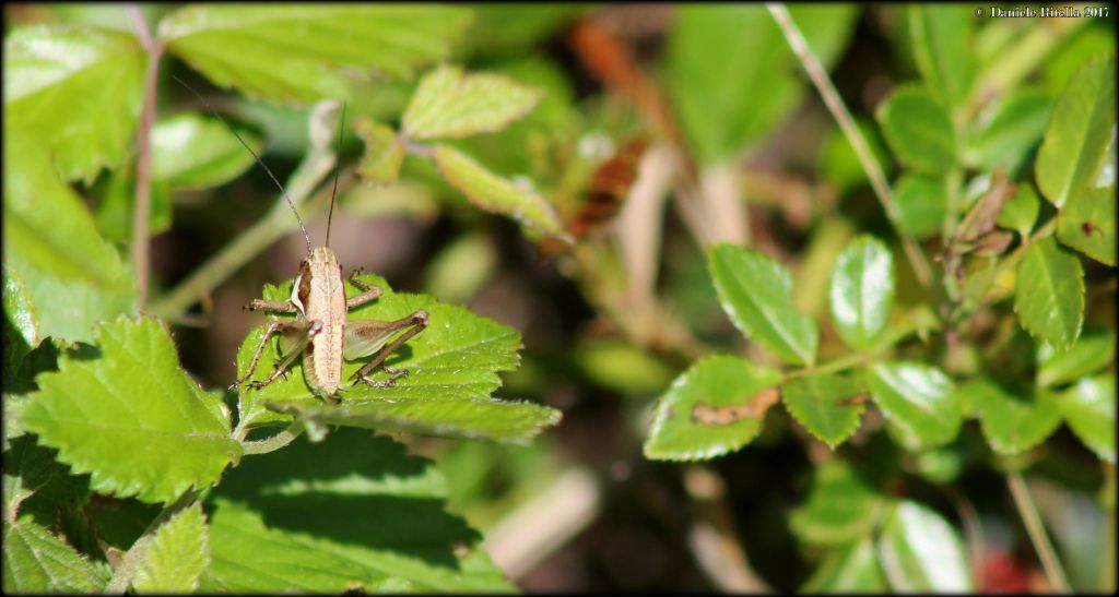 ninfa di Tettigoniidae: cfr. Pholidoptera femorata